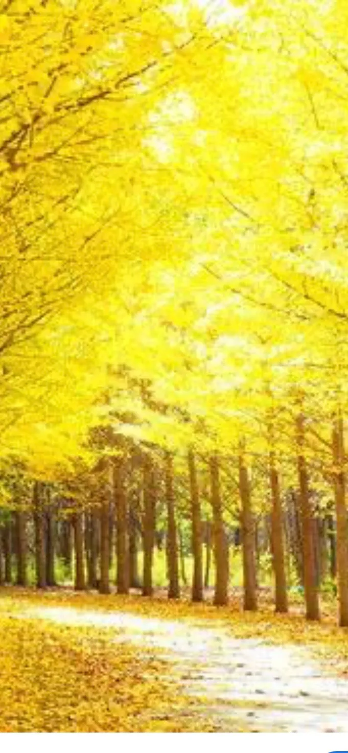 秋の風物詩【横浜市 Senagy Therapy セナジーセラピー】